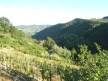 Vineyard photo